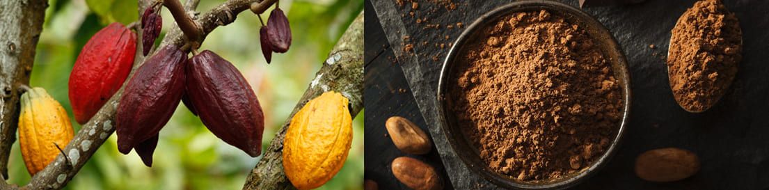De la f&egrave;ve au chocolat en poudre