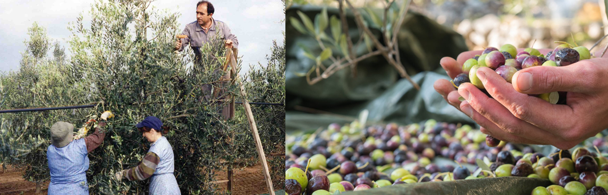 R&eacute;colte des olives &agrave; la main