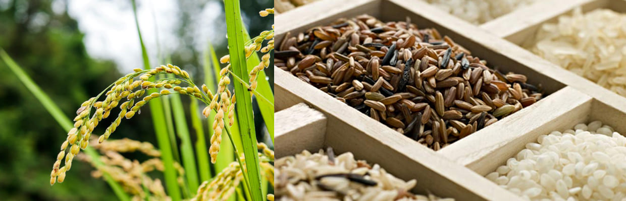 Les diff&eacute;rentes vari&eacute;t&eacute;s de riz