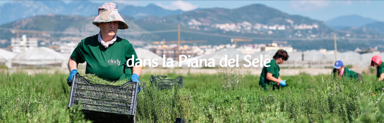 Piana del Sele