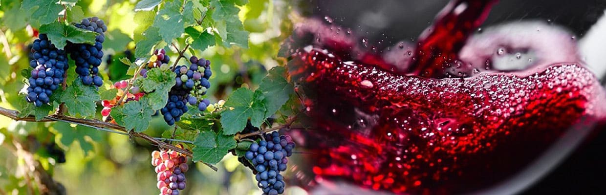 Des vins mono-cépages sur des terroirs privilégiés