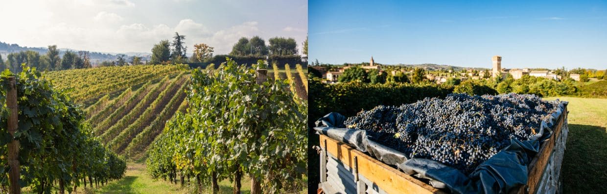 Un terroir id&eacute;al pour le Lambrusco