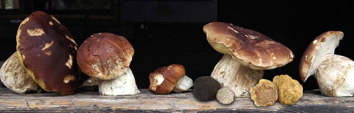 Truffes et cèpes, une gamme complête pour vous régaler