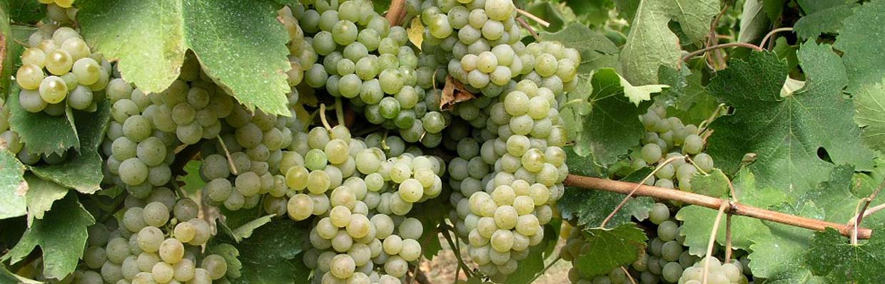 Les vignes Greco di Tufo
