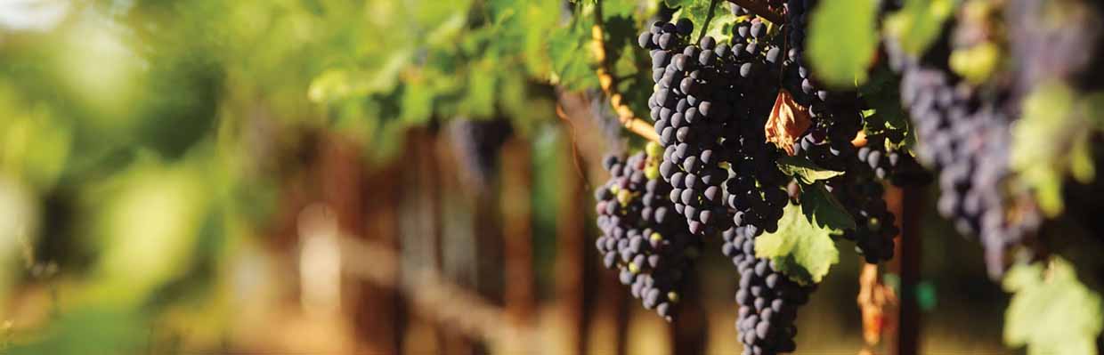 Cépage Aglianico