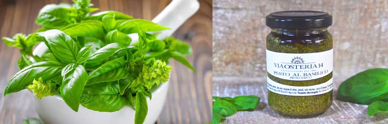 Le basilic sous toutes les formes